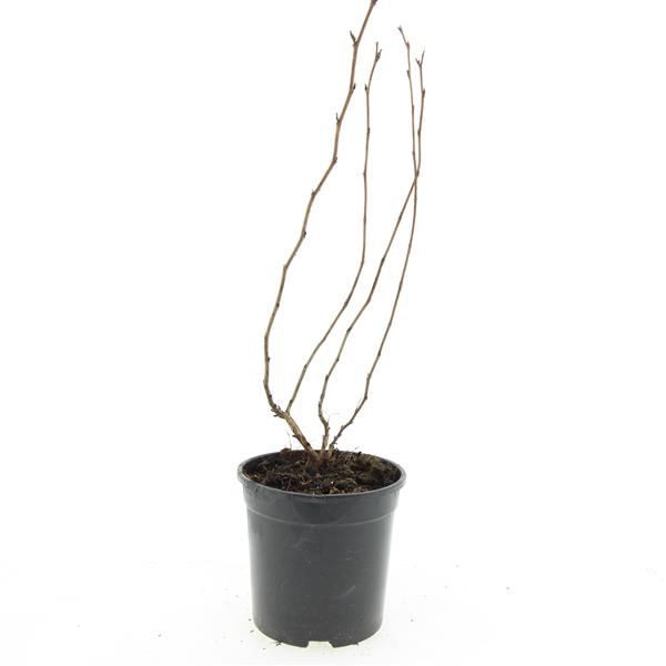 Physocarpus Dart's Gold 10cm 14cm Pot