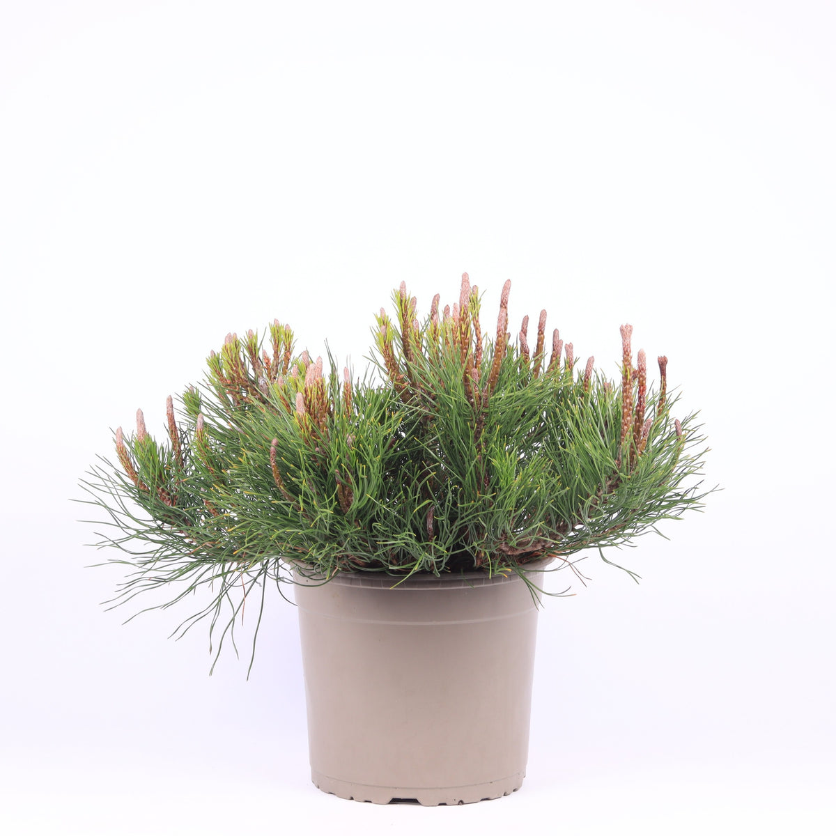 Pinus mugo Mughus 40cm 23cm Pot