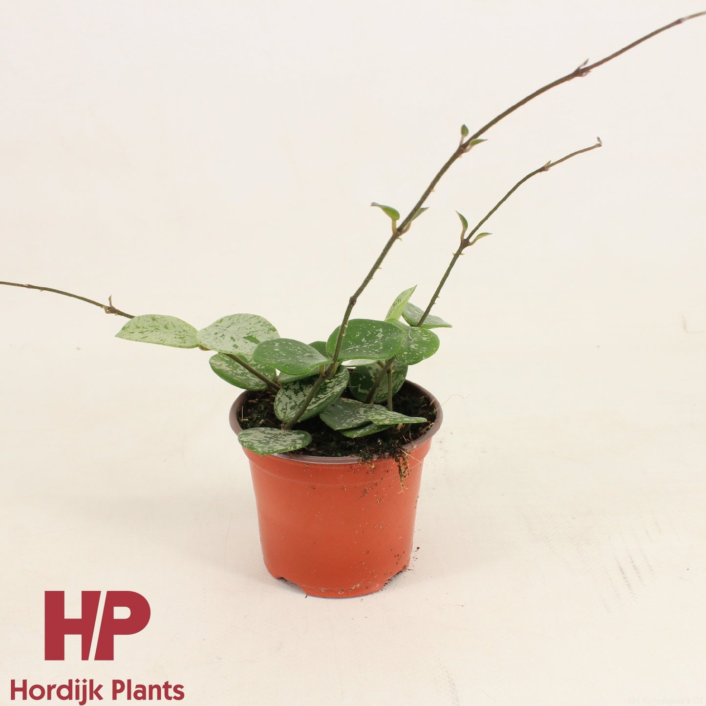 Hordijk Plants Hoya Mathilde Pack of 12