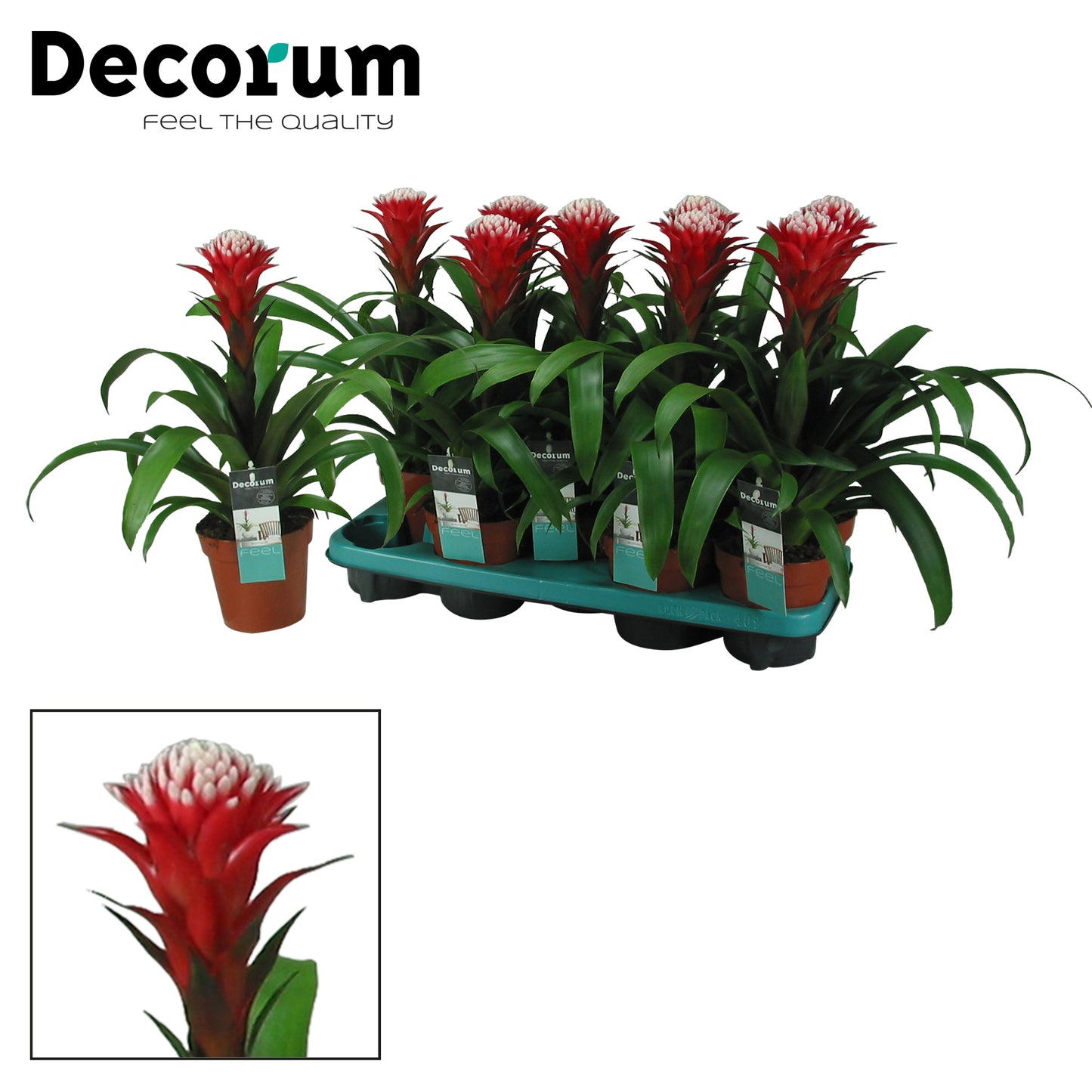 JungleStar BV Guzmania Hope Pack of 9