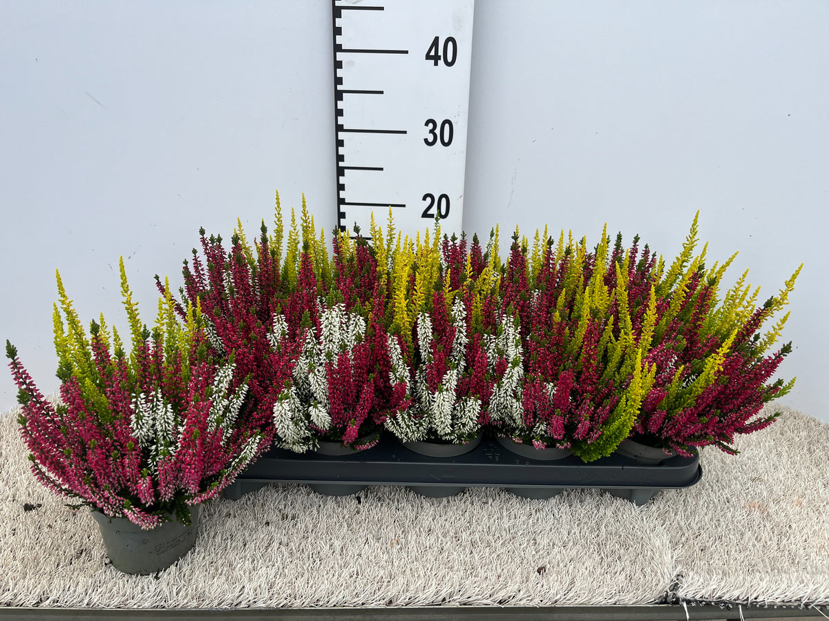 Calluna Garden Girls trio 20cm 11cm Pot