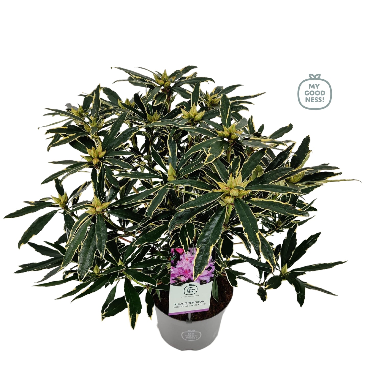 Leybaert BVBA Rhododendron pon. variegatum Pack of 1
