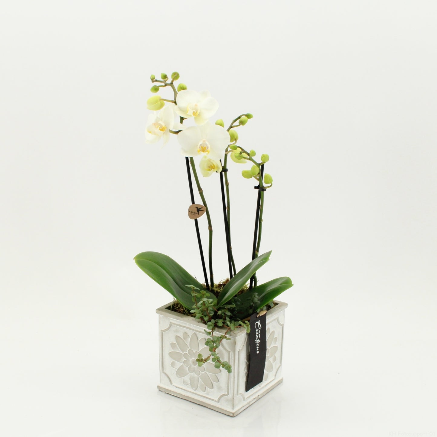 Phalaenopsis arrangement 45cm 13cm Pot
