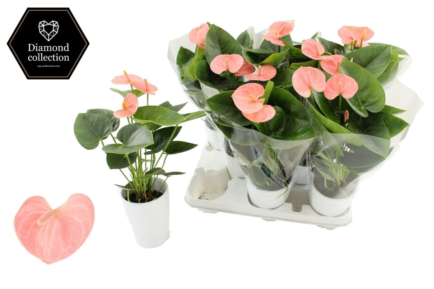 Houwenplant Anthurium Spirit Pack of 8