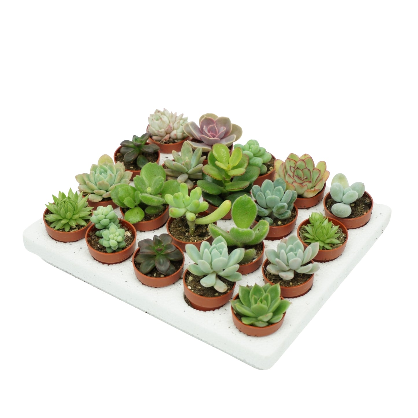 Succulent mix 5cm 4cm Pot