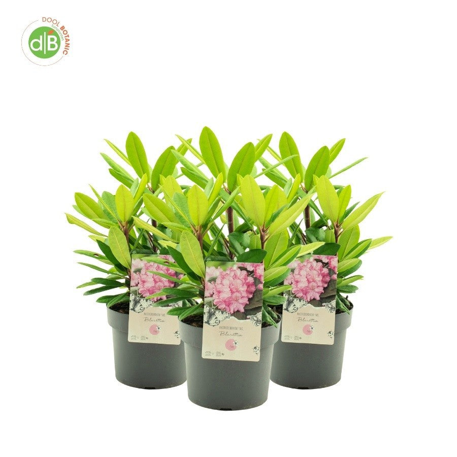 Rhododendron Blurettia 30cm 19cm Pot