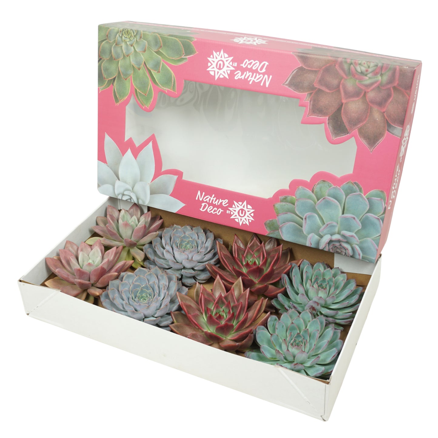 Echeveria mix 7cm 13cm Pot