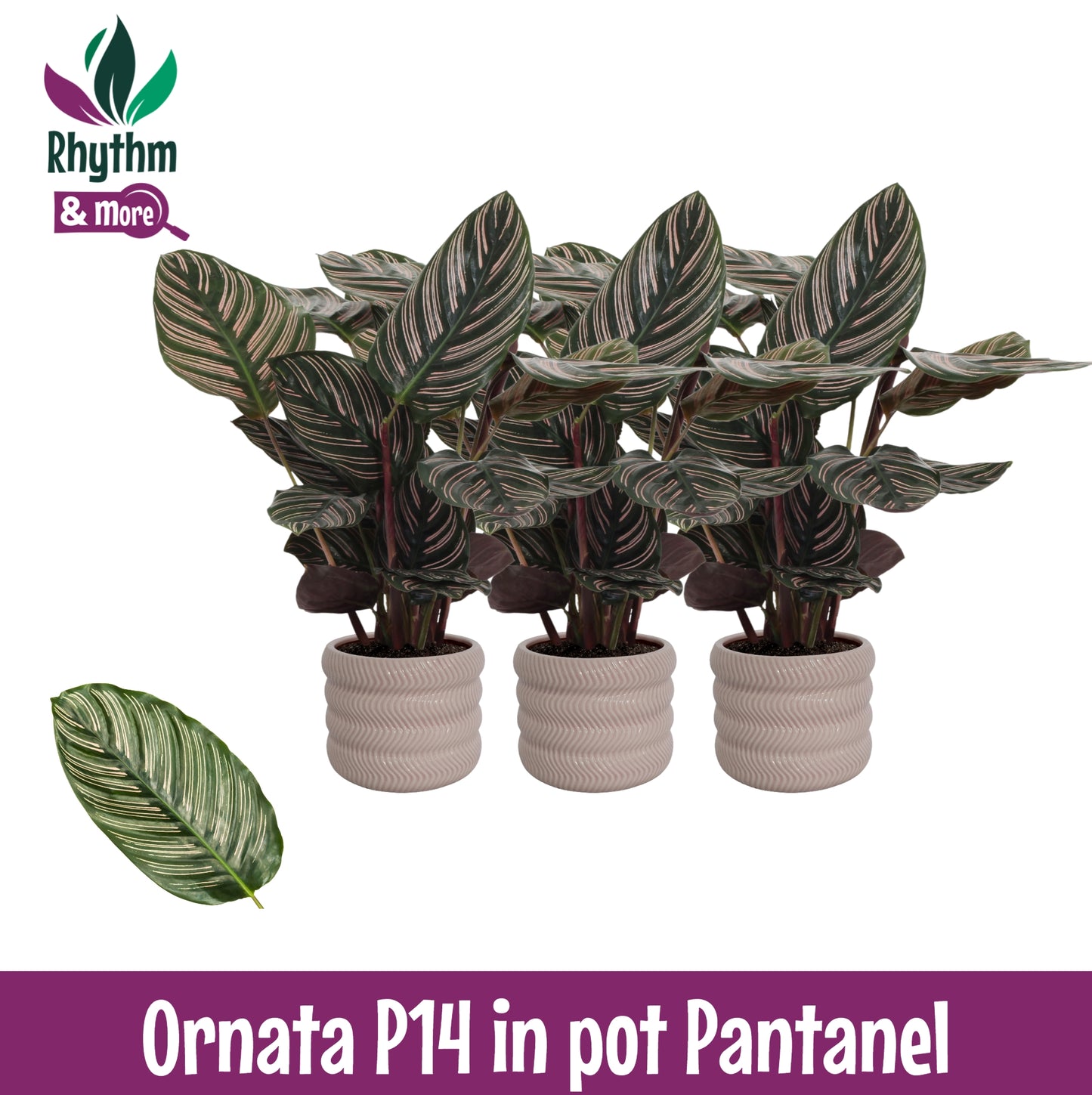 Calathea sanderiana 45cm 14cm Pot