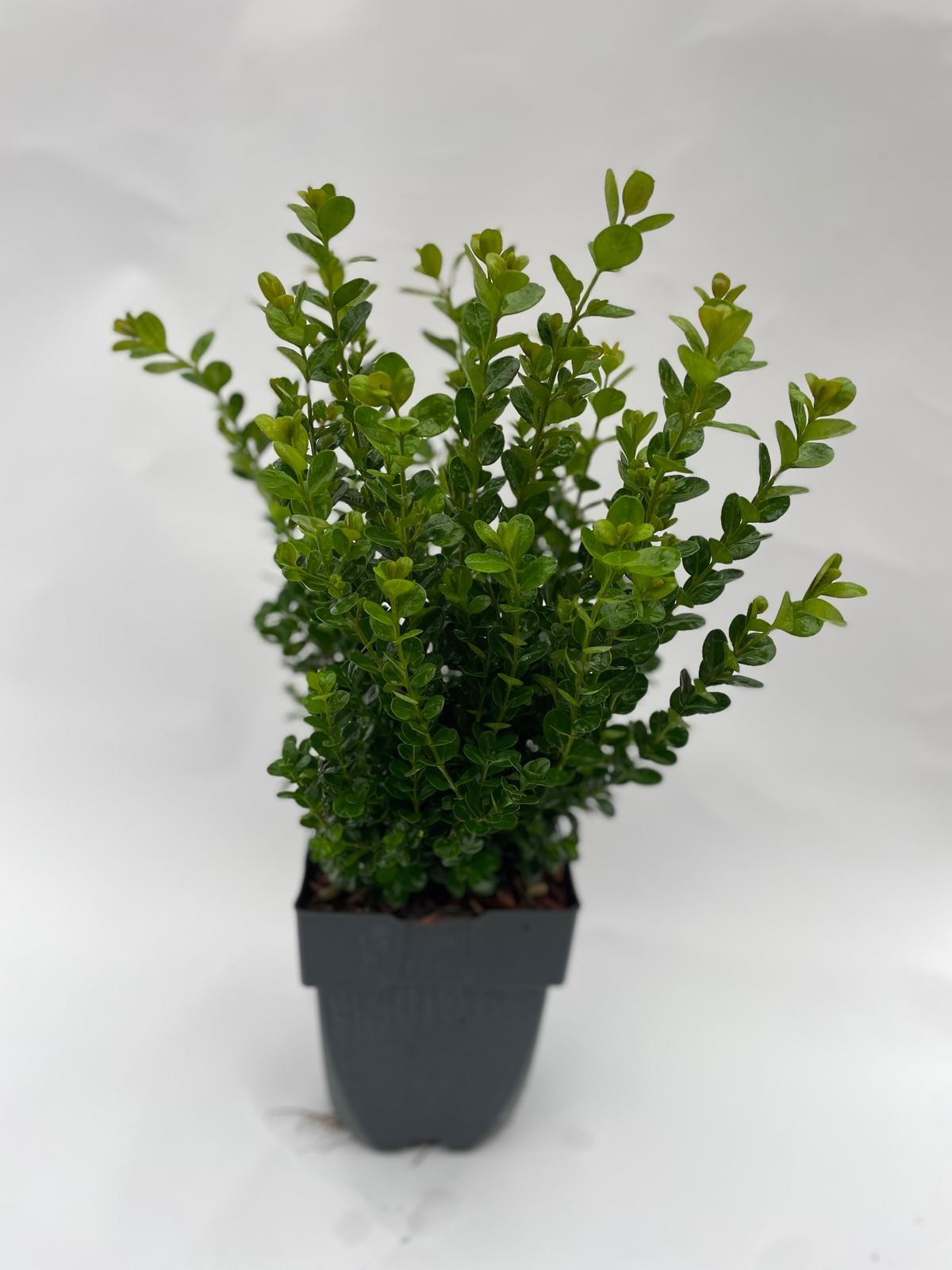 Buxus sempervirens 40cm 17cm Pot