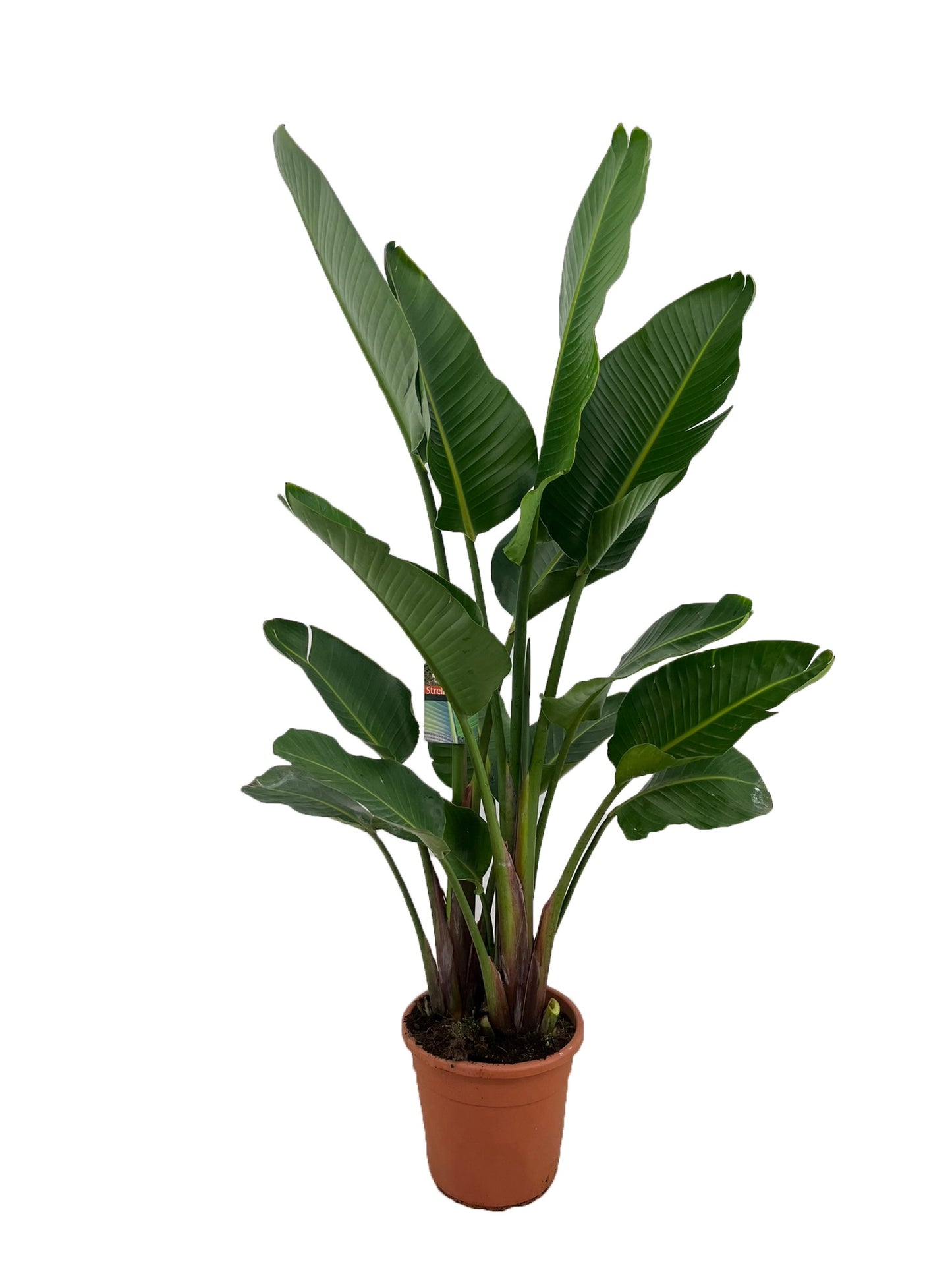 Strelitzia nicolai 150cm 30cm Pot