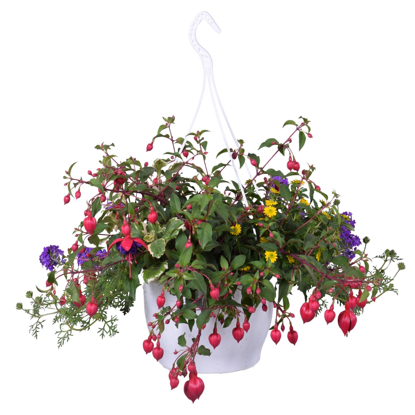 Perkplanten (Annualplants) toef 40cm 25cm Pot