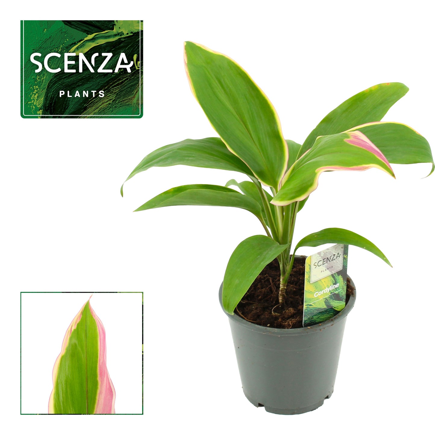 Cordyline hybrid 30cm 12cm Pot