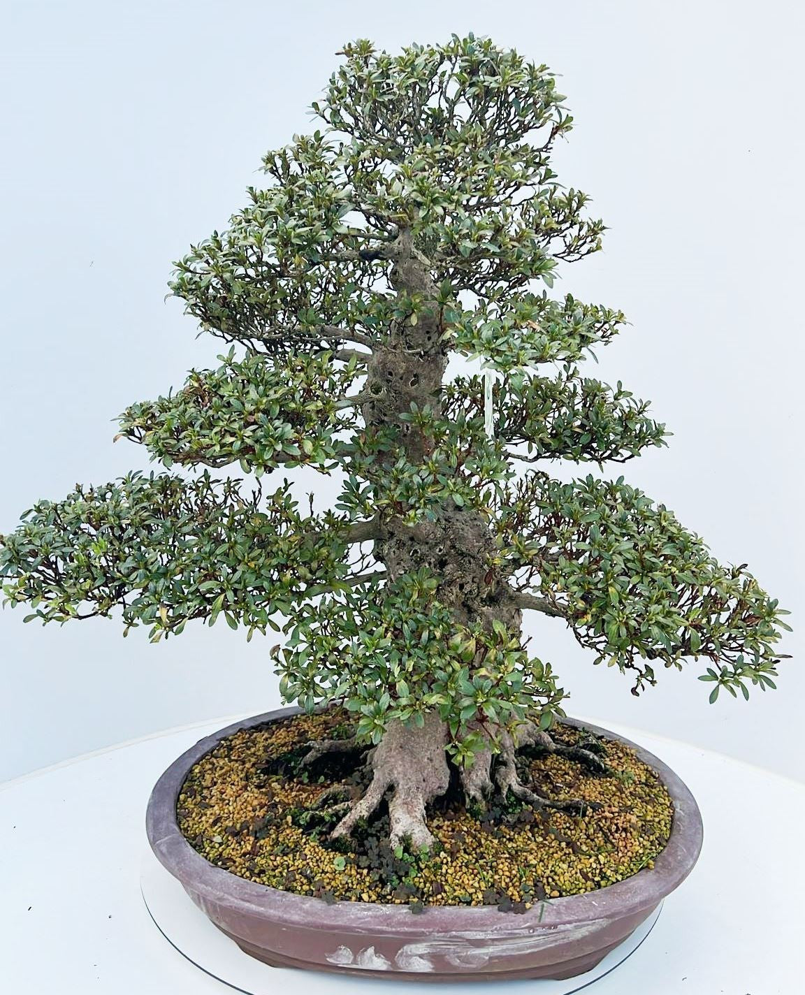 Bonsai Metasequoia Forest 85cm 52cm Pot