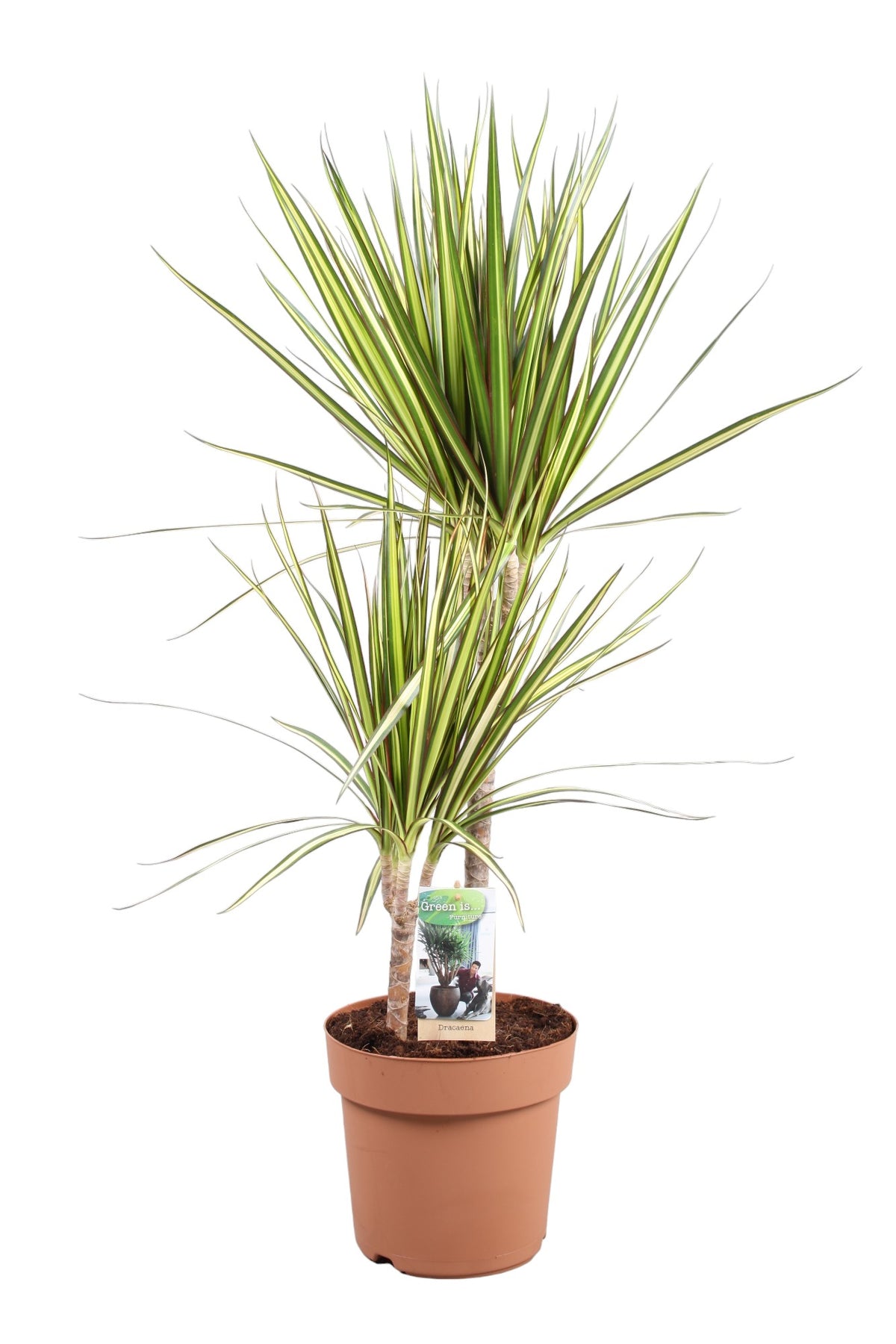 Dracaena Sunray 90cm 21cm Pot
