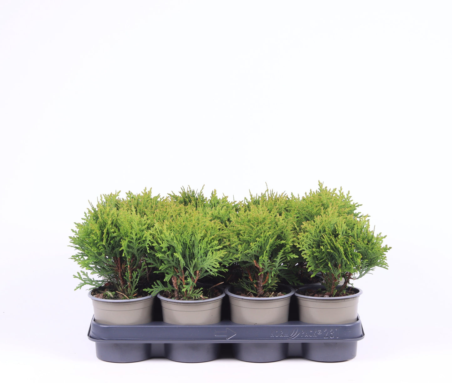 Thuja occidentalis Danica 25cm 11cm Pot