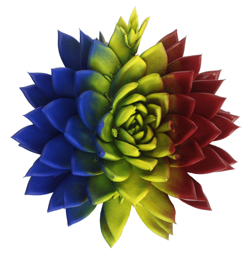 Miranda coloured flag Romania 15cm 12cm Pot