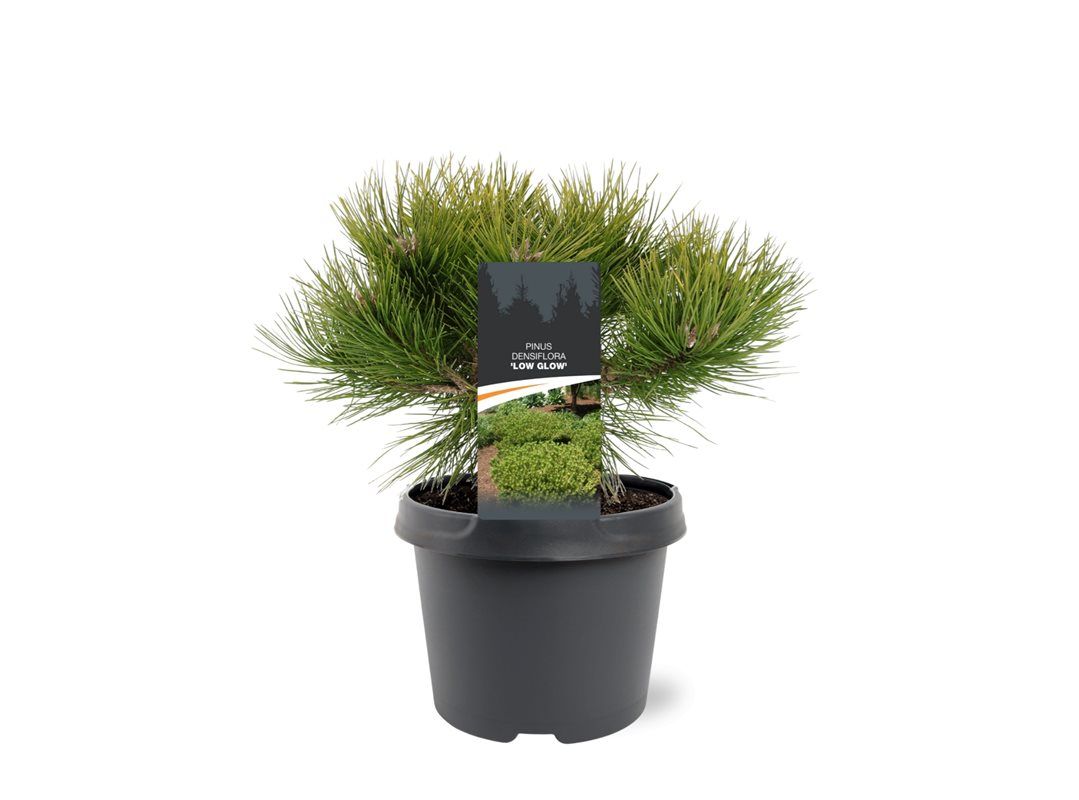Pinus thunbergii 30cm 19cm Pot
