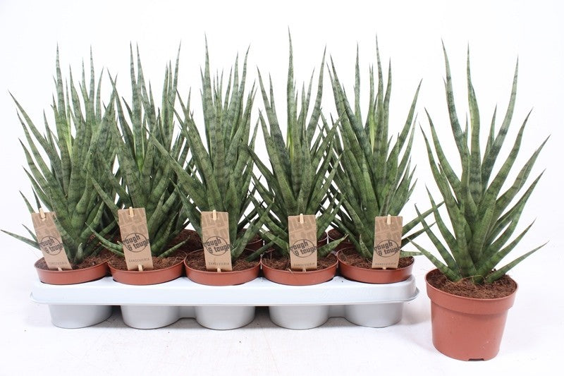 Sansevieria cylindrica 50cm 12cm Pot