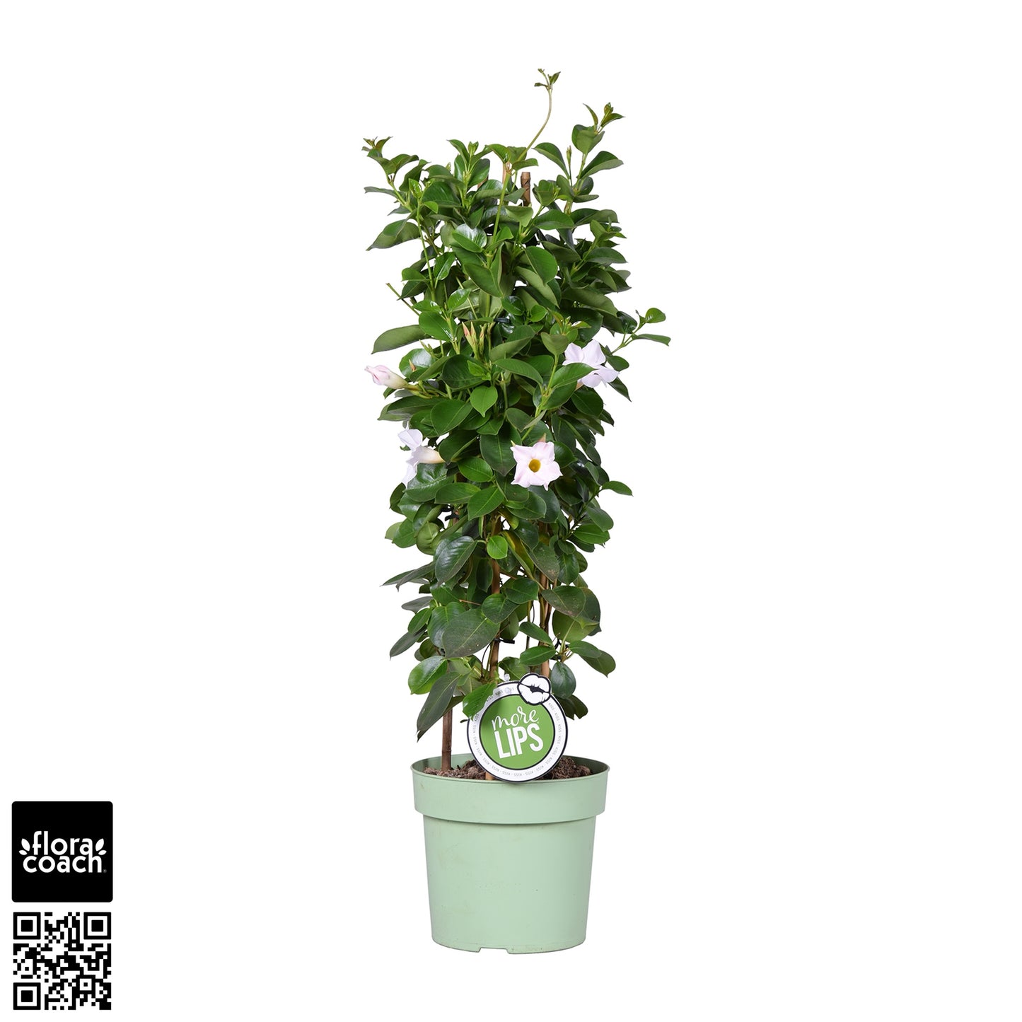 Mandevilla Diamantina Jade White 75cm 19cm Pot