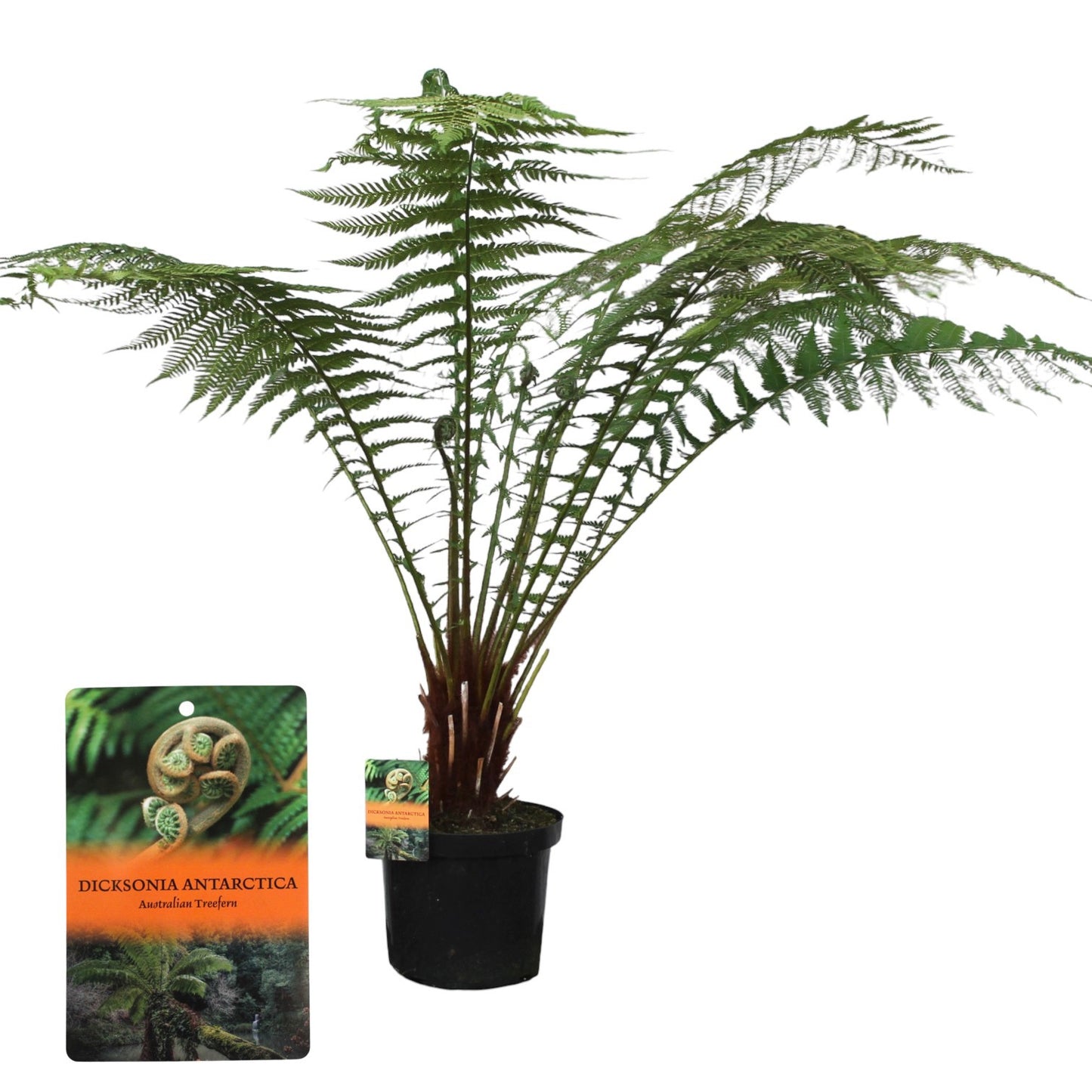 Dicksonia antarctica 130cm 29cm Pot
