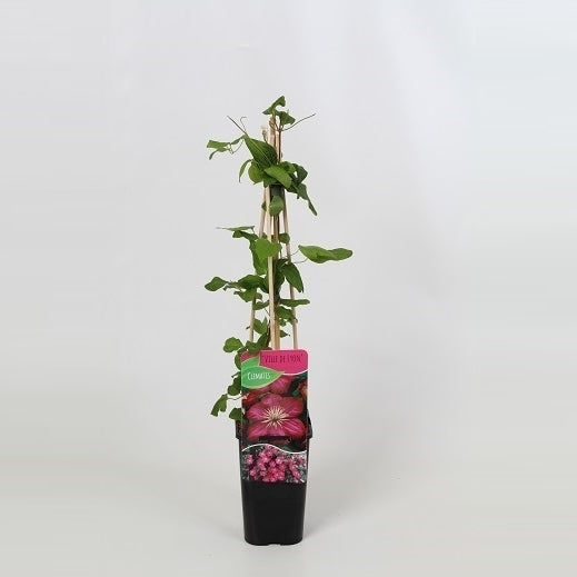 Clematisi Ville de Lyon 60cm 14cm Pot