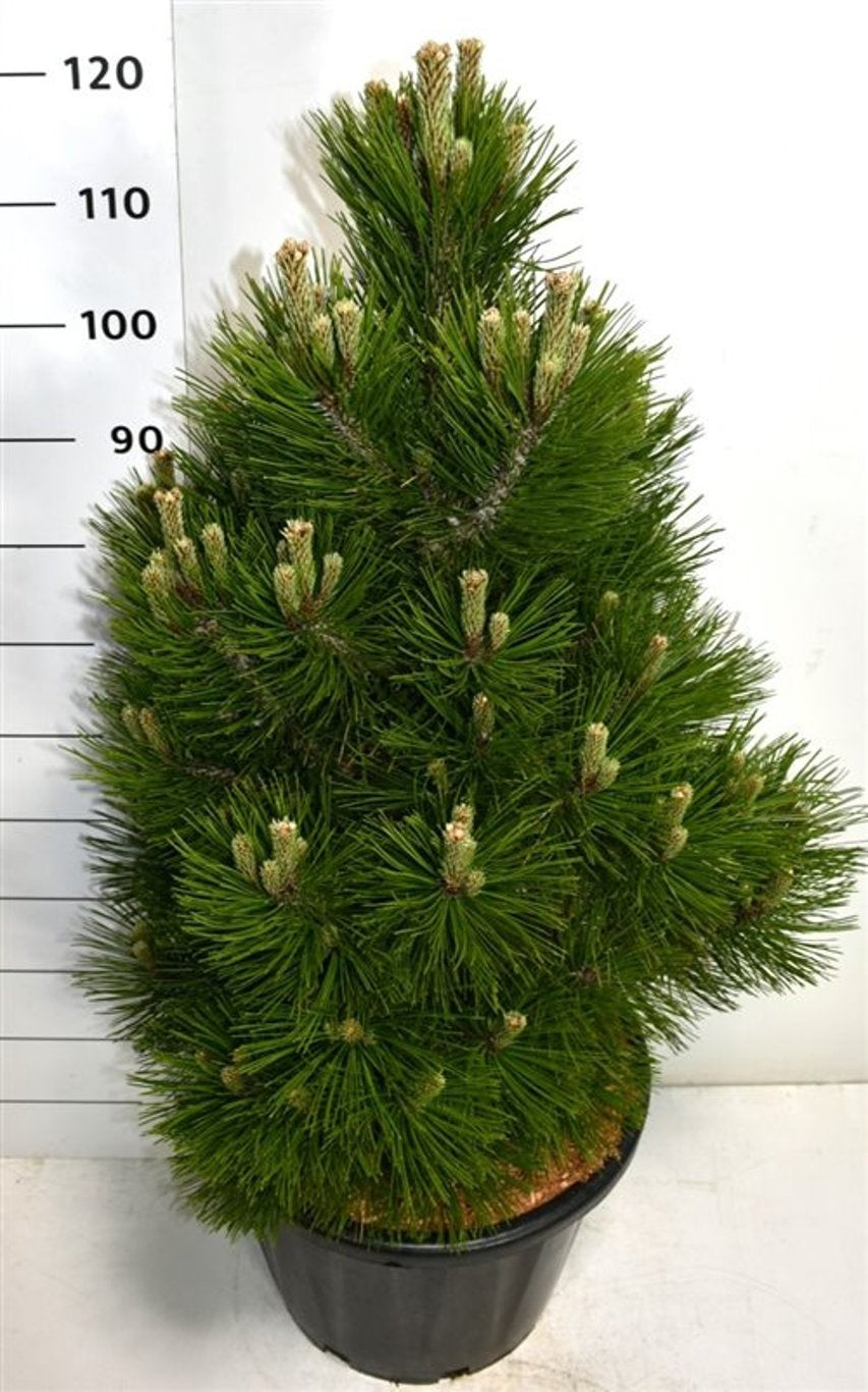 Pinus heldreichii Malinki 130cm 40cm Pot