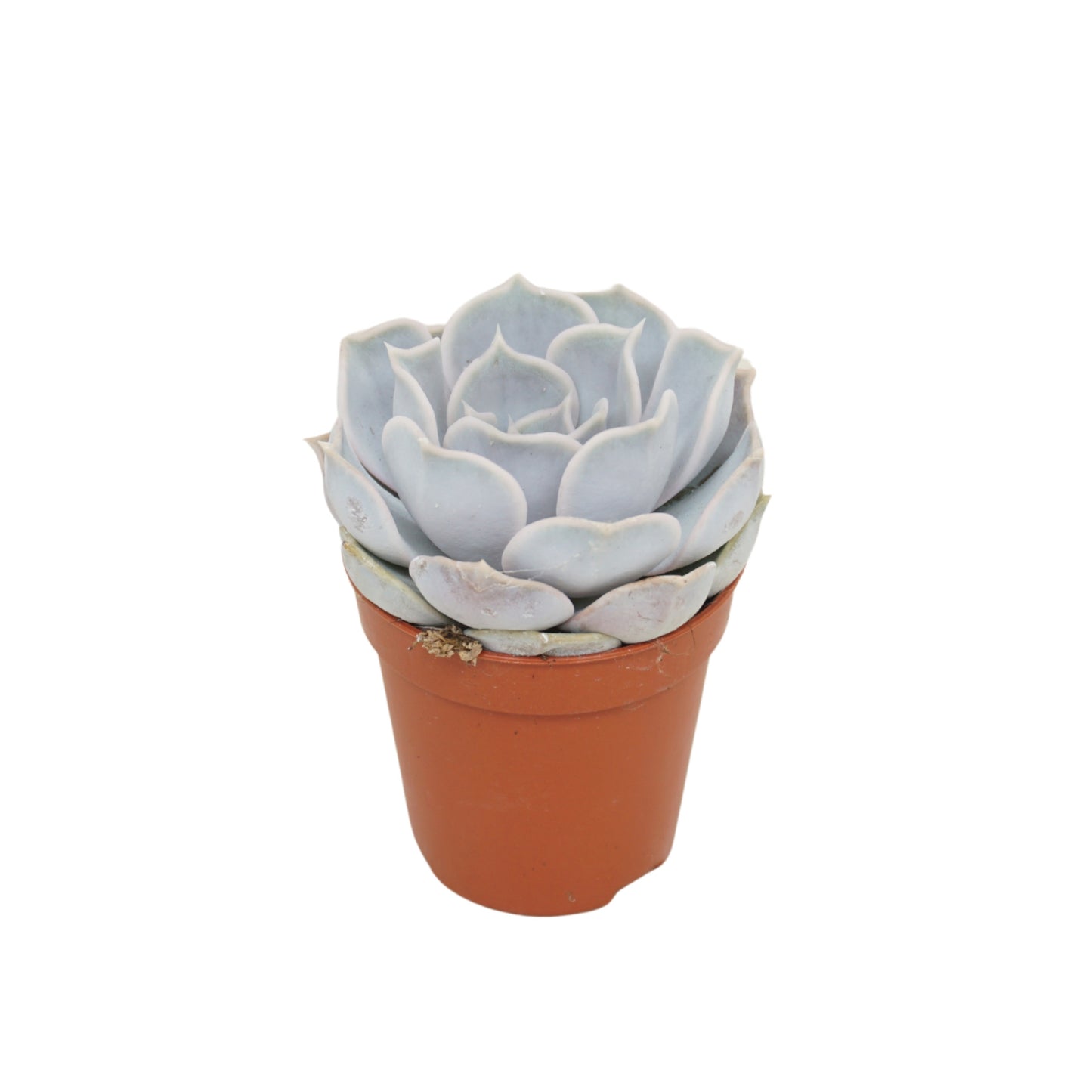 Echeveria Lilacina 8cm 505cm Pot