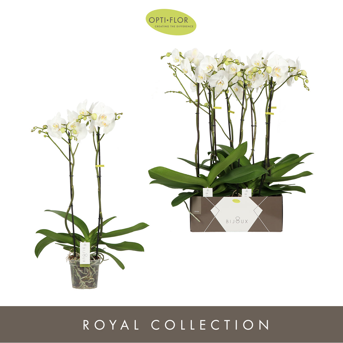 Phalaenopsis white 60cm 15cm Pot
