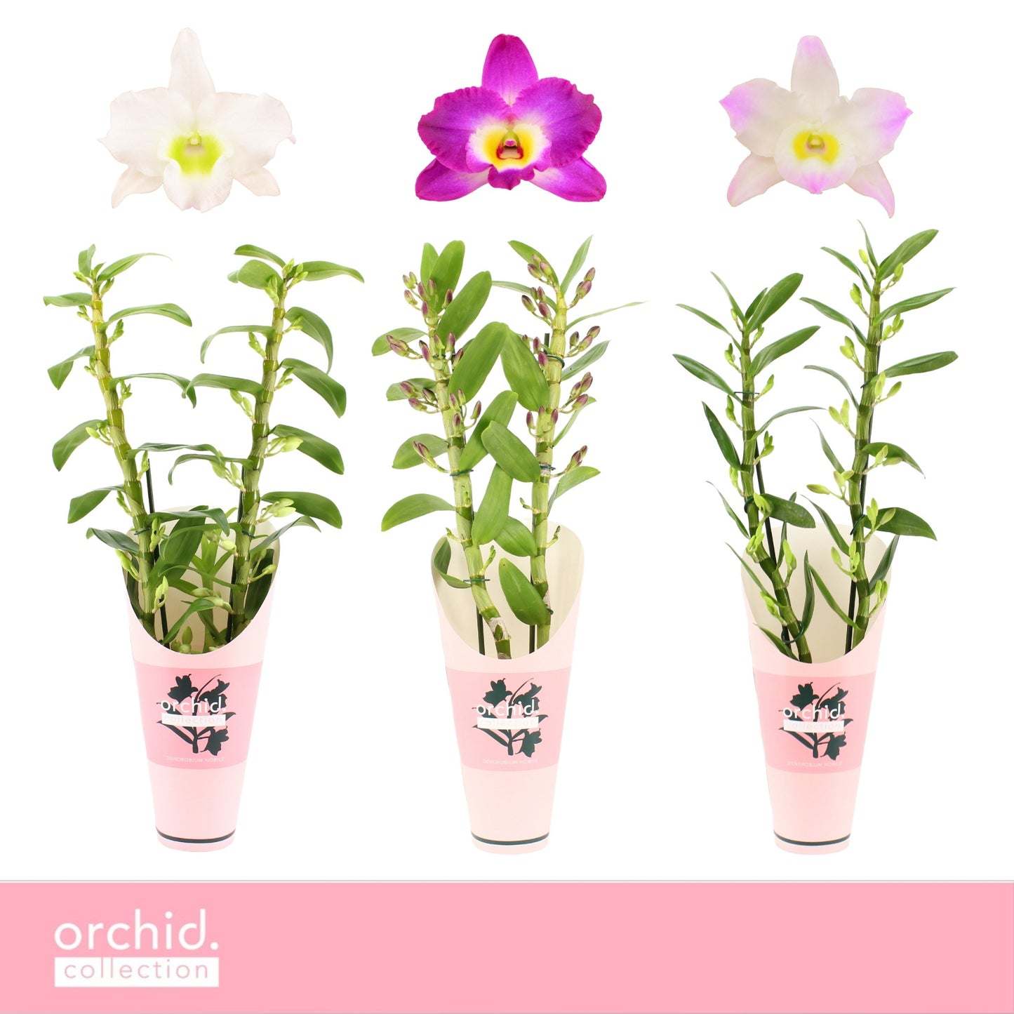 Dendrobium nobile mix 65cm 12cm Pot