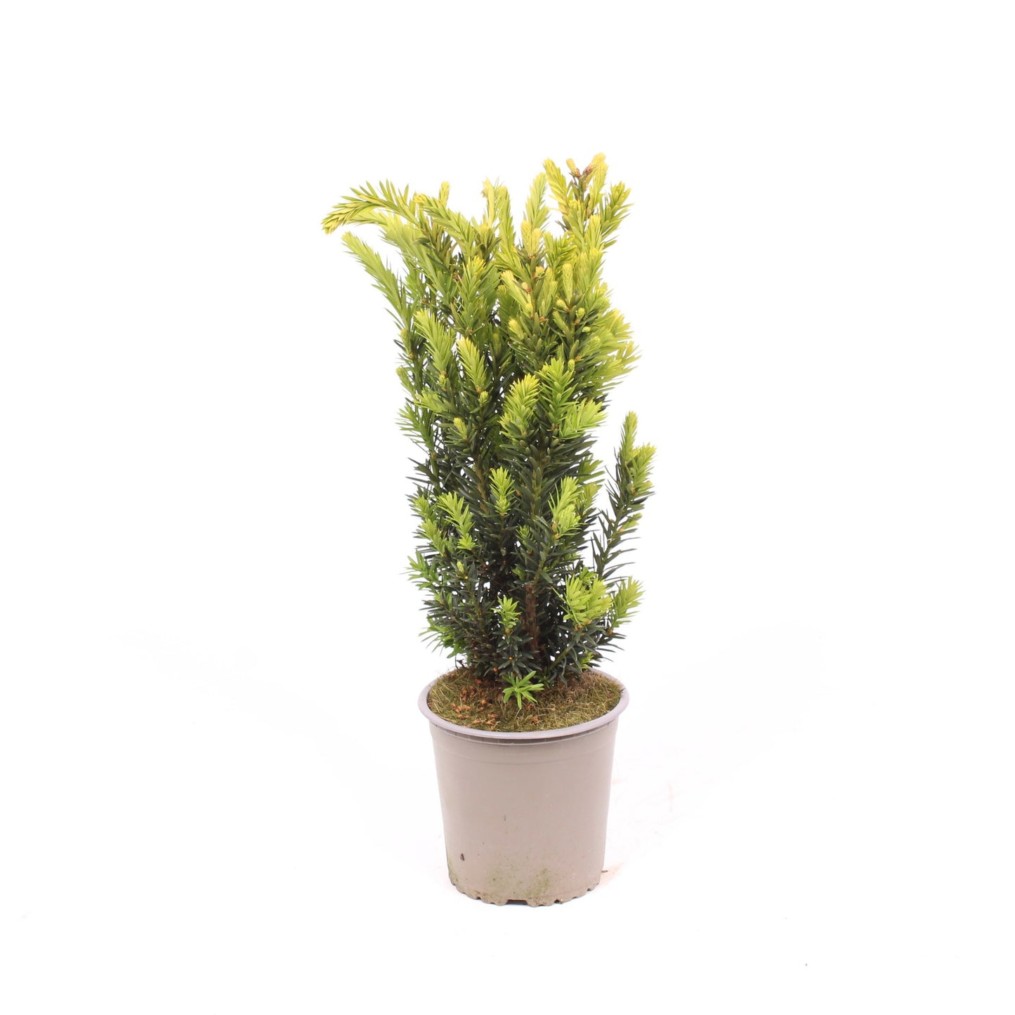 Taxus media Hillii 40cm 13cm Pot