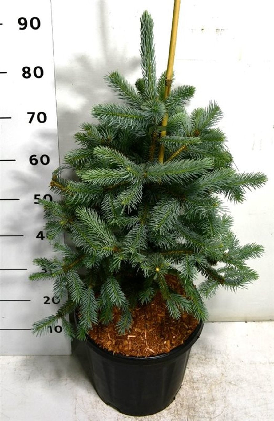 Bloemenkampen BV, Hkw. de Picea pun. Fat Albert Pack of 1