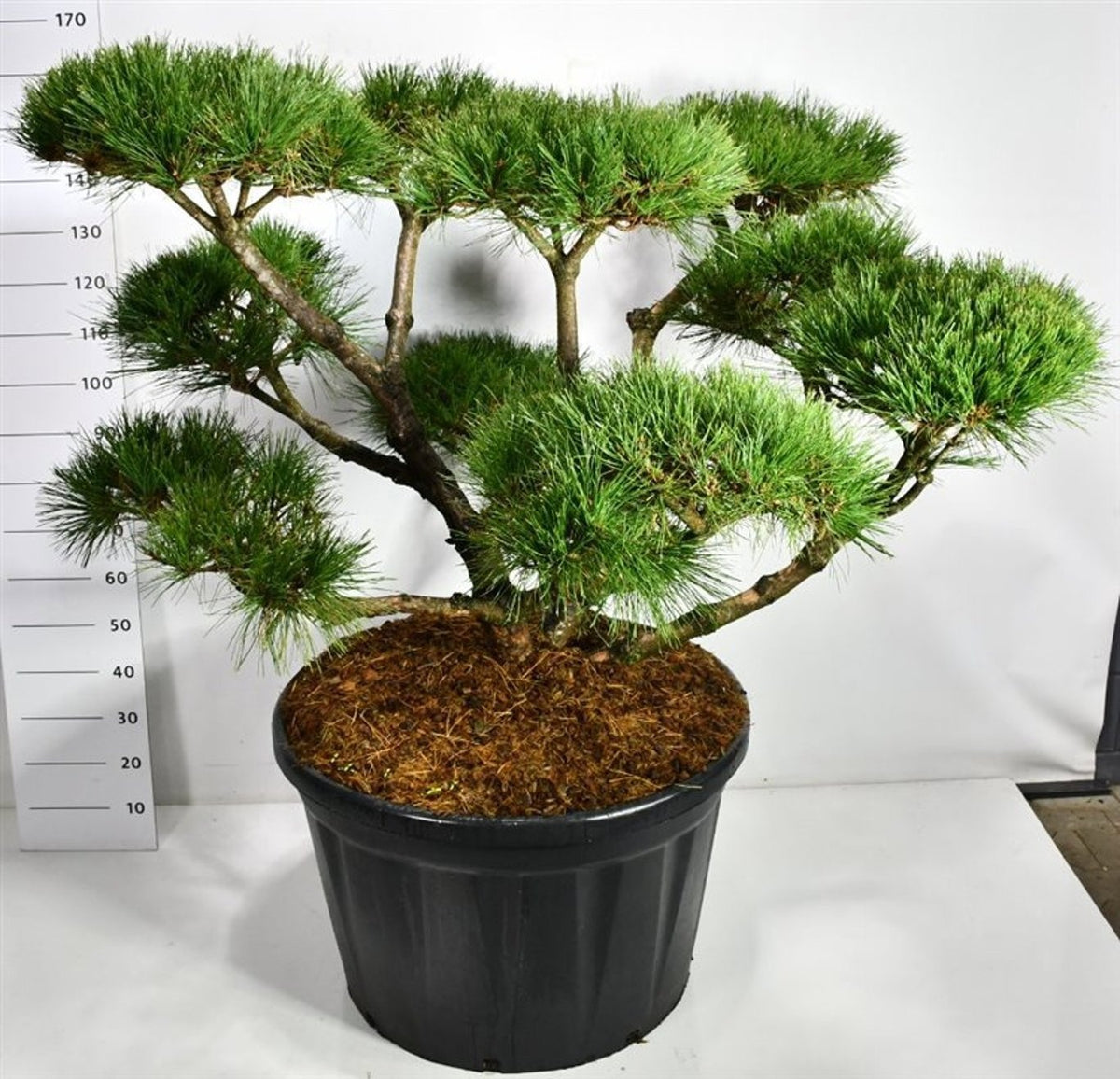 Pinus nigra Pierrick Bregeon 170cm 80cm Pot