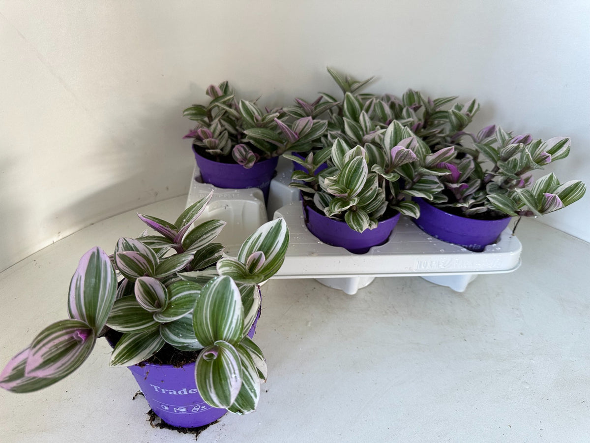 Tradescantia White 12cm Pot
