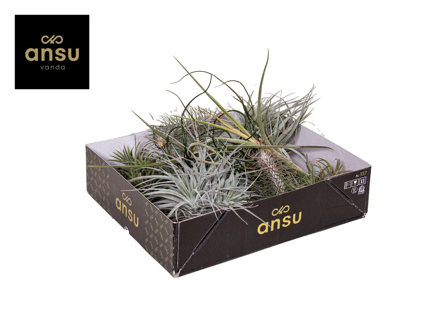 Tillandsia mix 5cm 2cm Pot
