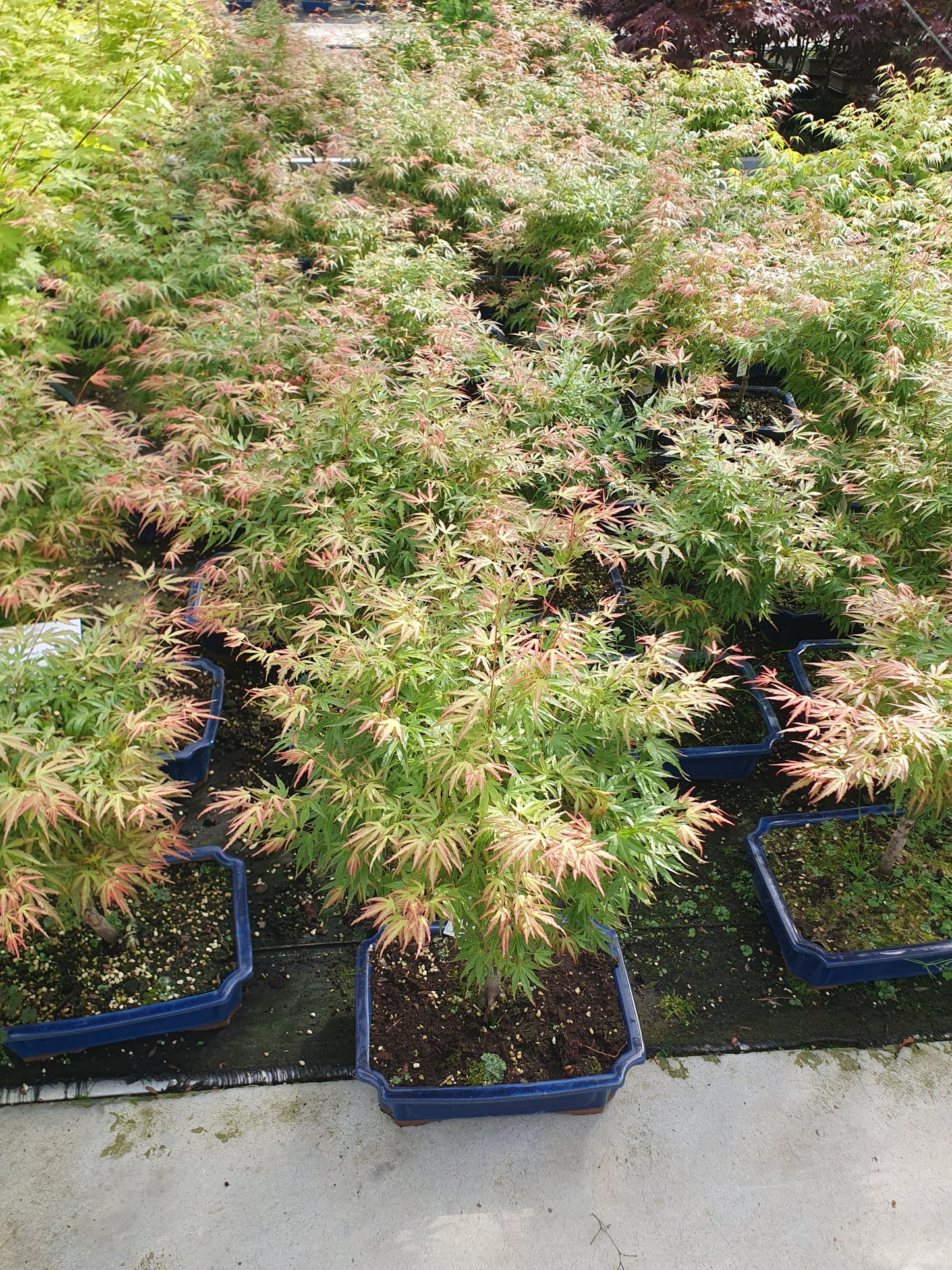 Lodder Bonsai BV Acer Wilson's Pink Dwarf Pack of 1