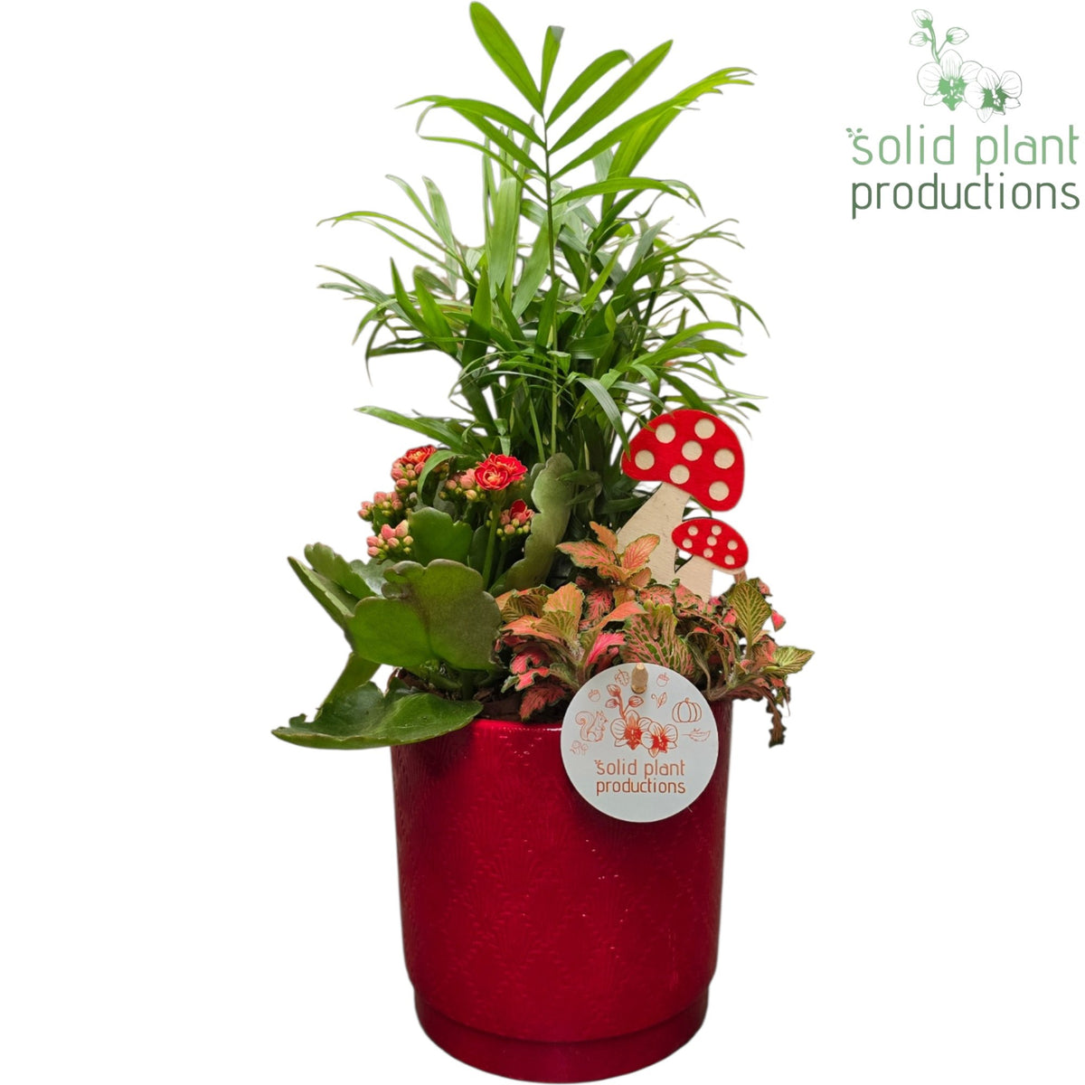 CH001 Amy Red 38cm 13cm Pot