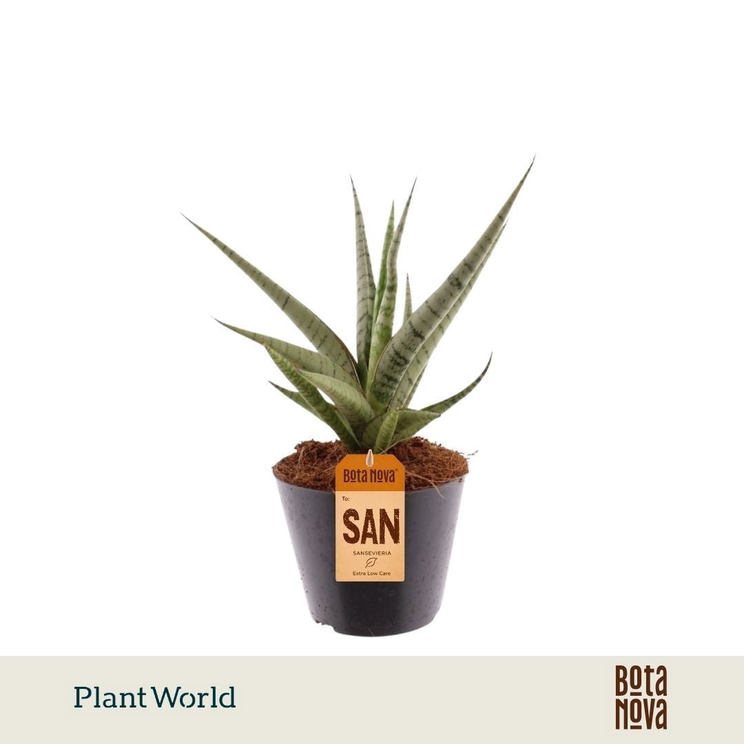 Sansevieria cylindrica 25cm 10.5cm Pot
