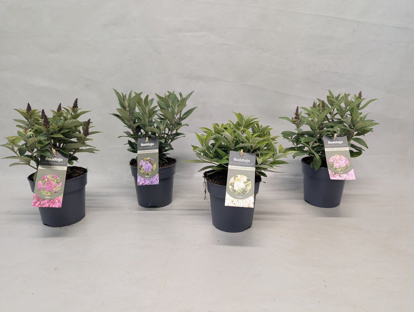 Buddleja Little Rockstar Mix 30cm 15cm Pot