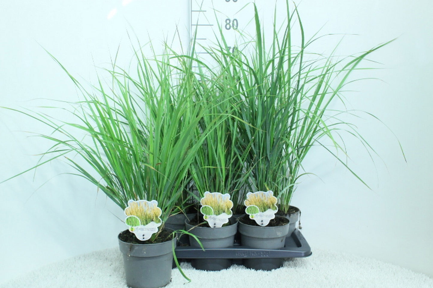 Calamagrostis Karl Foerster 80cm 17cm Pot