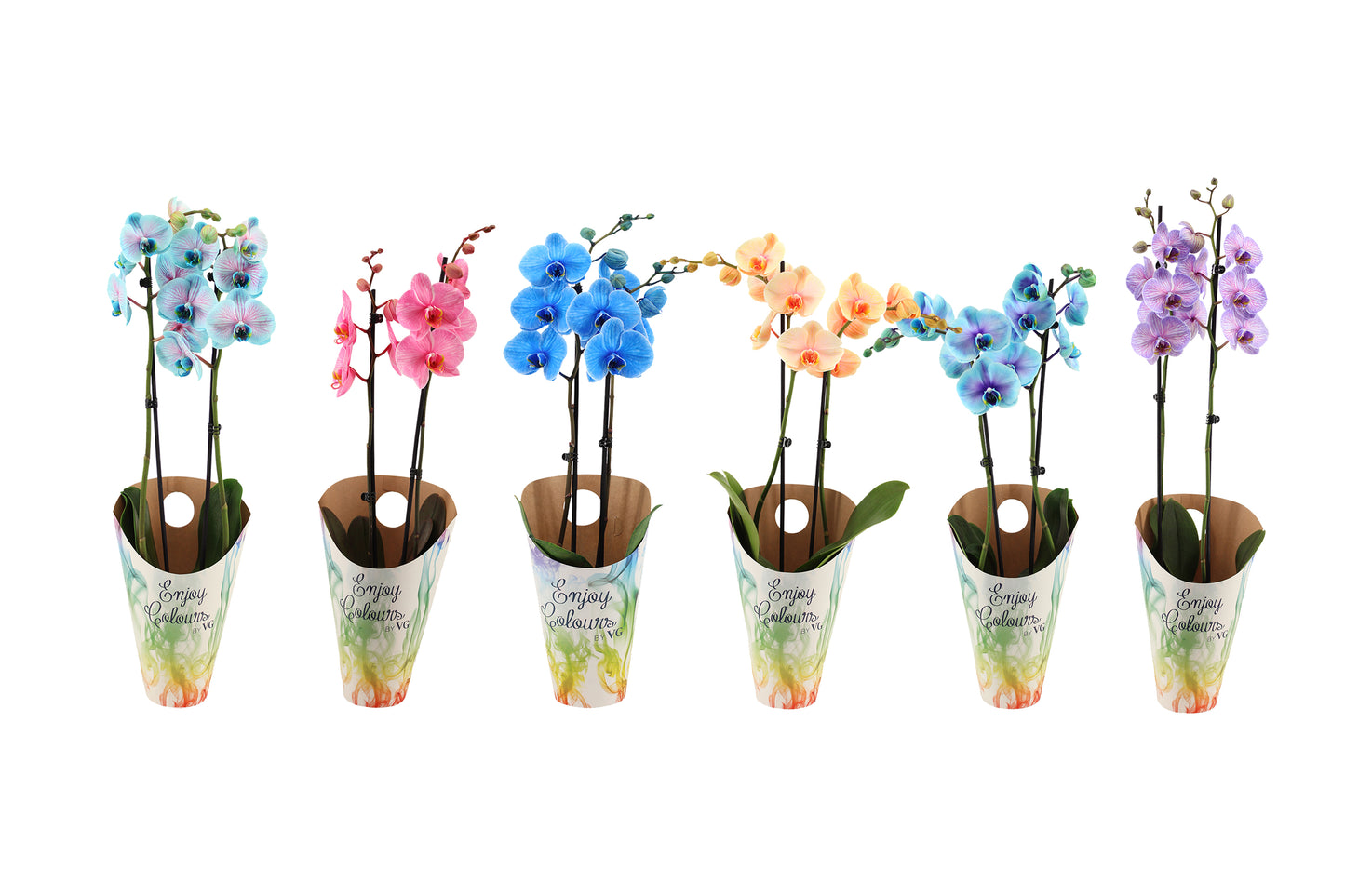 Phalaenopsis mix painted 55cm 12cm Pot