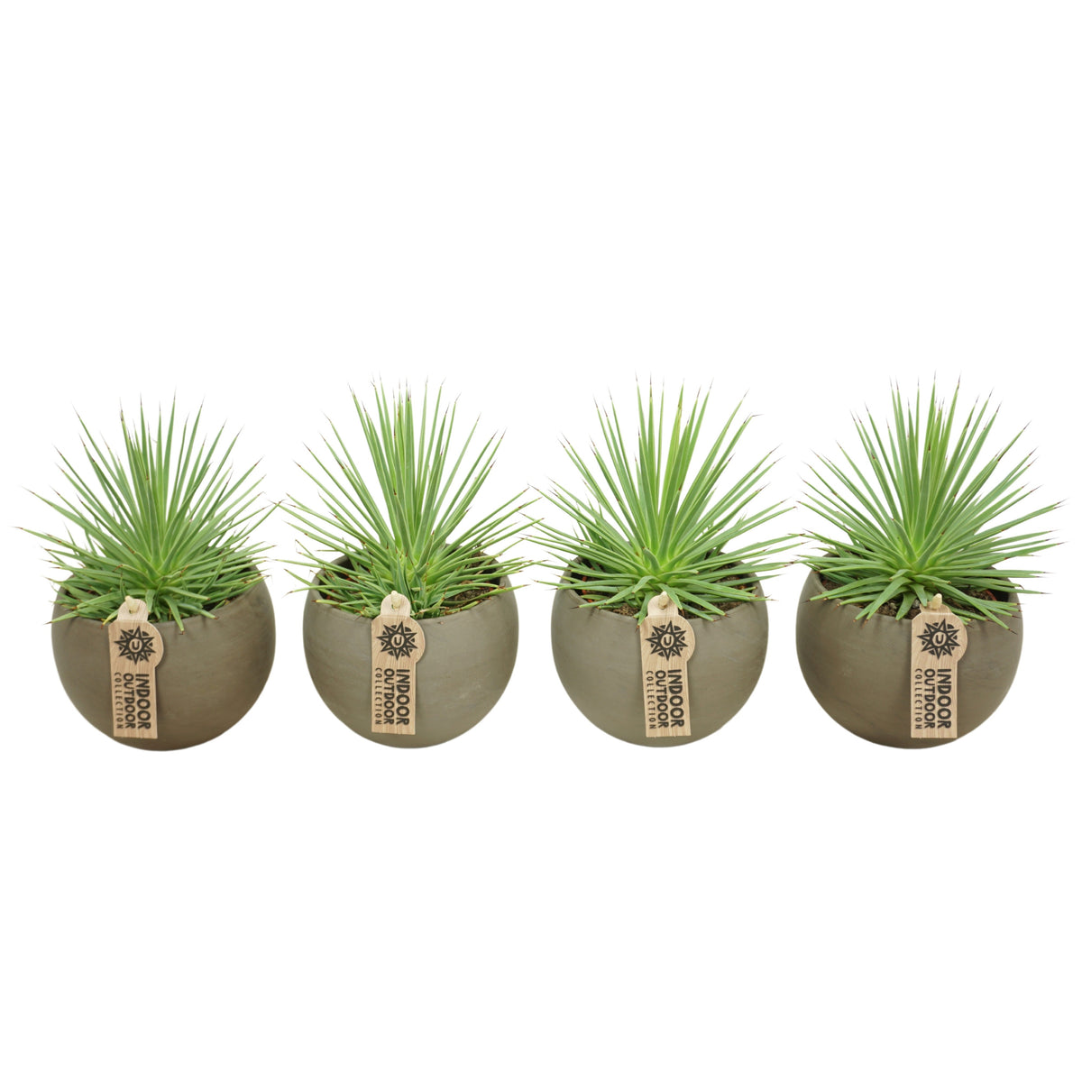 Agave stricta Nana 20cm 10.5cm Pot