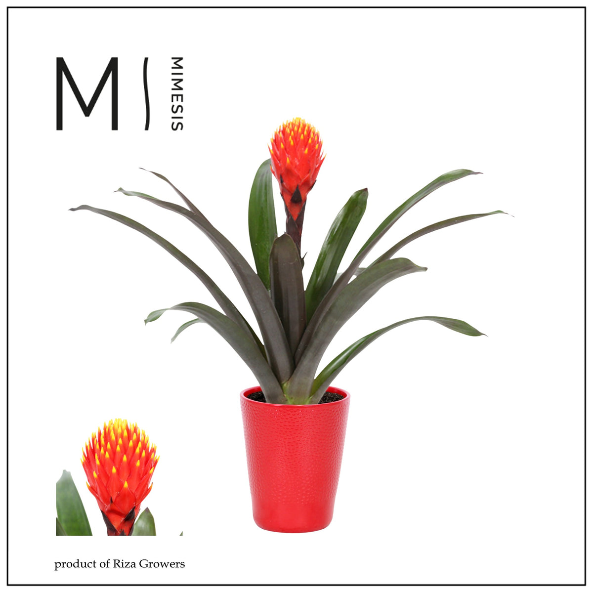 Guzmania Tala 43cm 12cm Pot