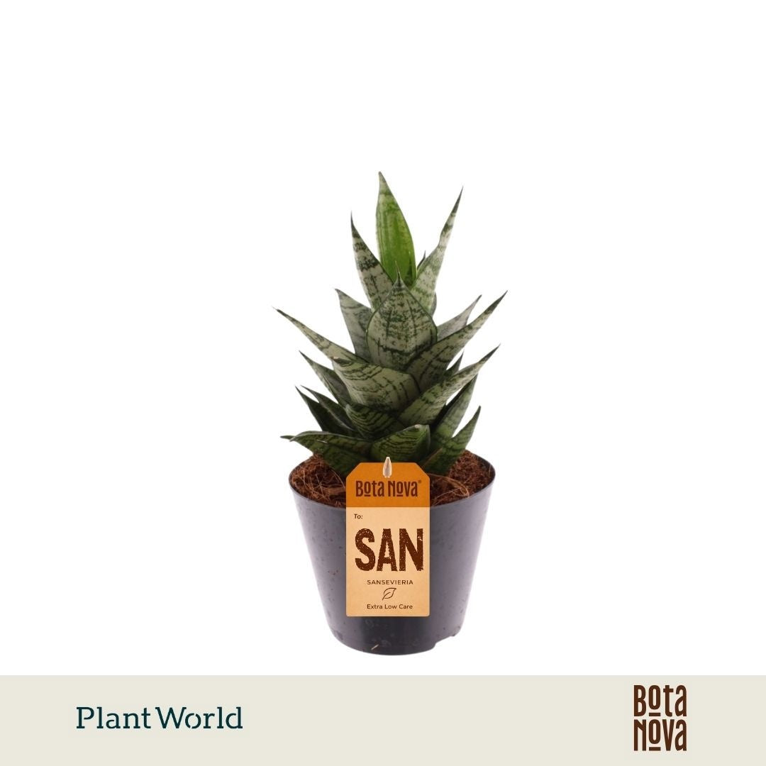 Sansevieria cylindrica 20cm 10.5cm Pot