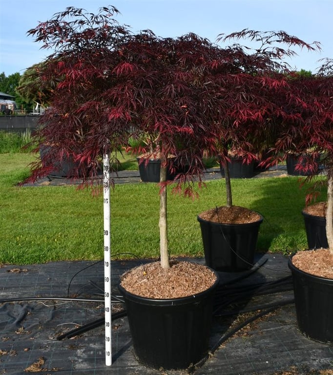 Acer Inaba-shidare 230cm 65cm Pot