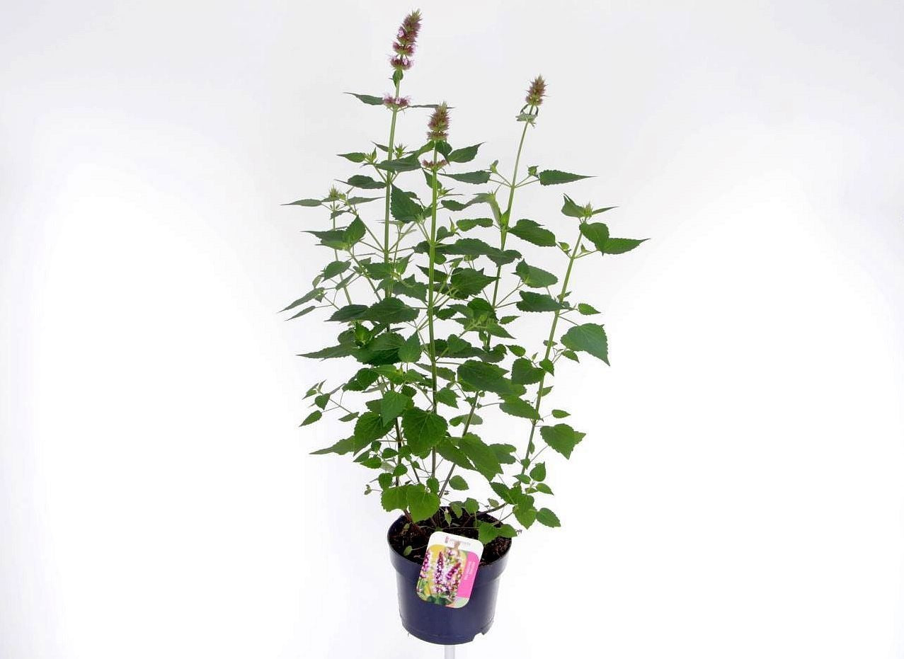 Agastache Hybrid 65cm 17cm Pot