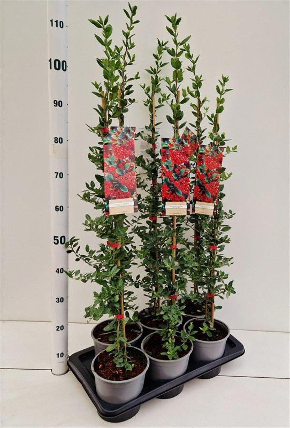 Pyracantha Red Column 110cm 17cm Pot