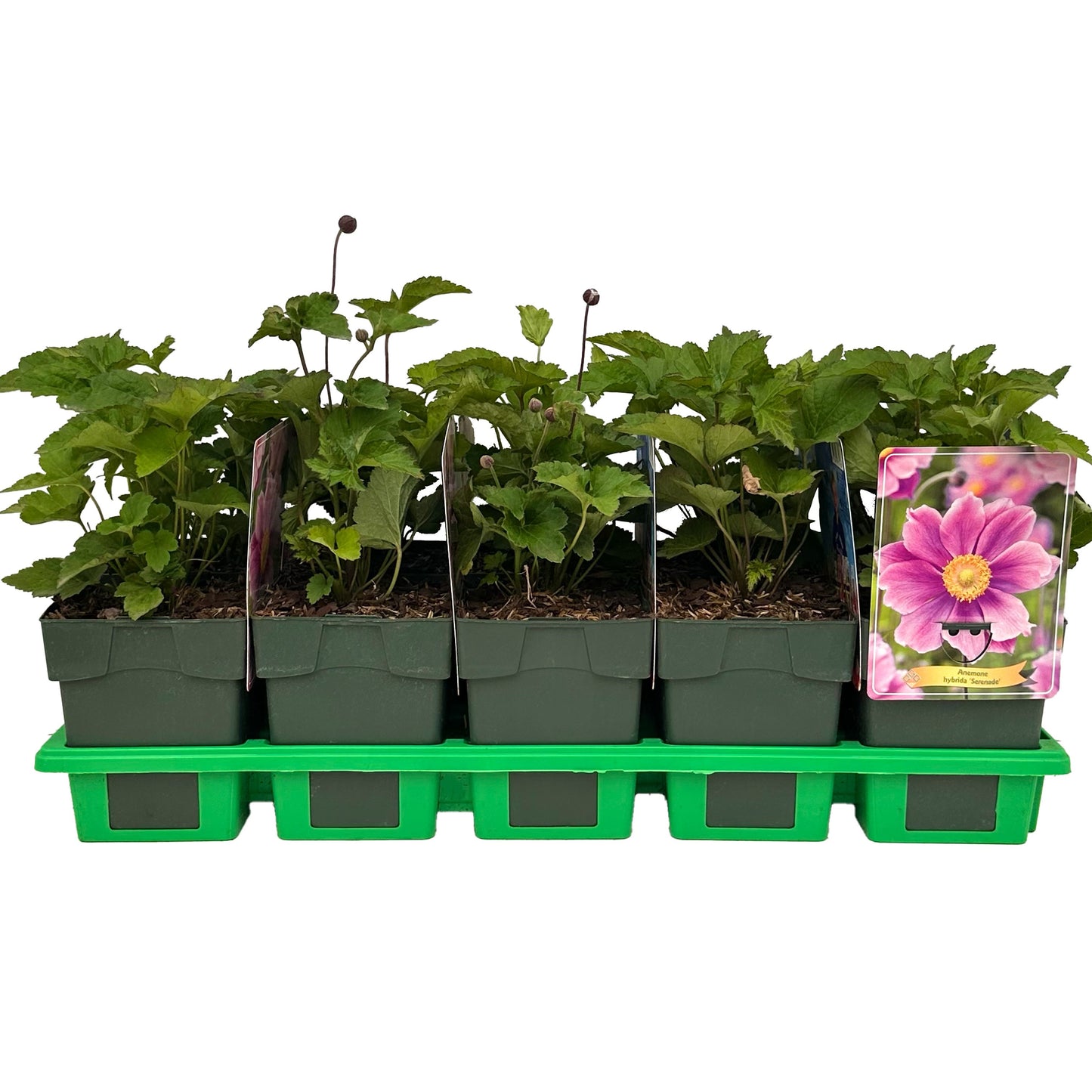Anemone mix 25cm 11cm Pot