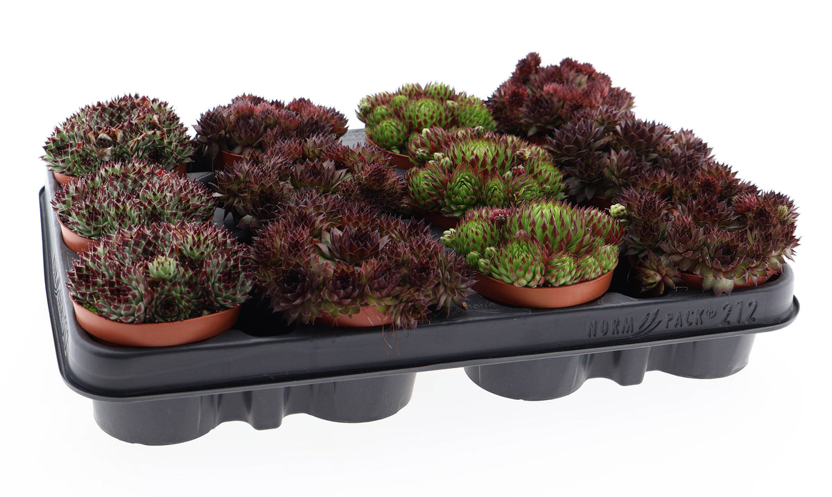 Euro Cactus Holland Bv Sempervivum mix Pack of 12