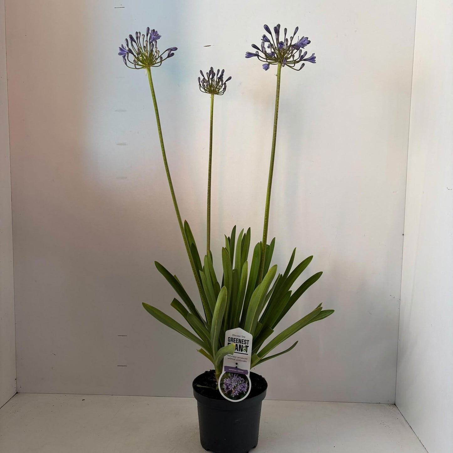 Agapanthus Sunfield 100cm 19cm Pot