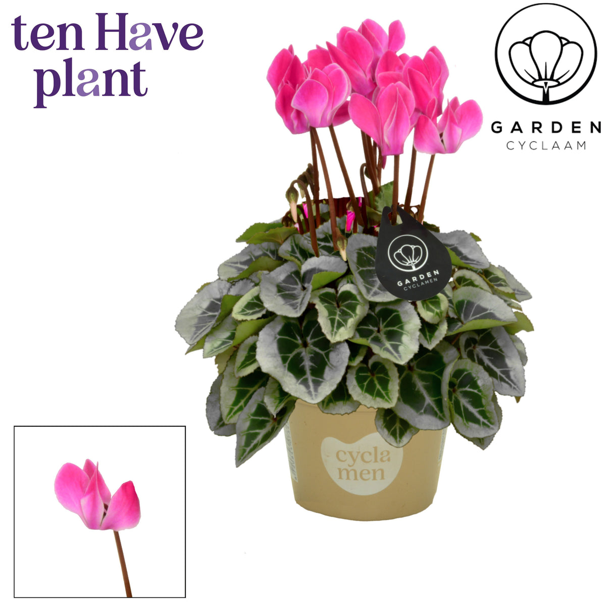 Cyclamen Garden 25cm 10.5cm Pot